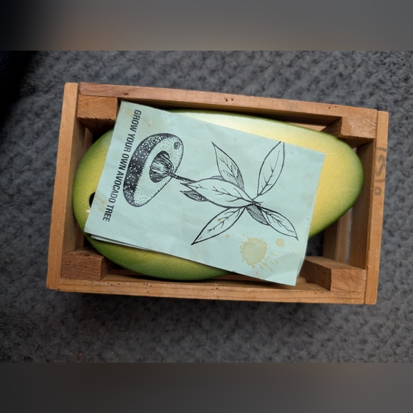 Grow Your Own Avocado 🥑 Tree - Picture 6 of 9